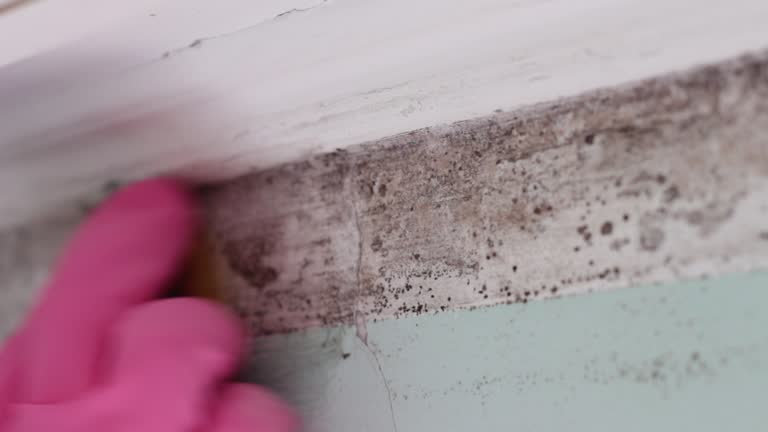 Mold Removal for HVAC Installations in Ardmore, OK